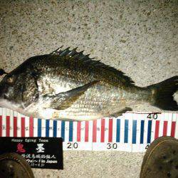 朝マヅメにチヌトップ